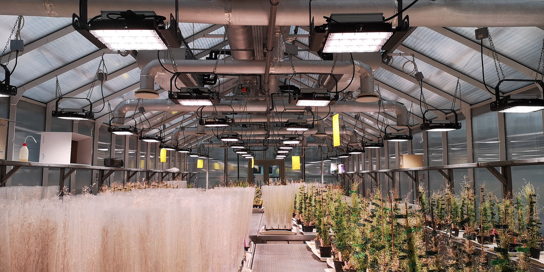 Magyar LED-innováció forradalmasíthatja a növénytermesztést